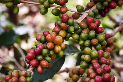 From Farm to Cup: The Coffee Bean Journey