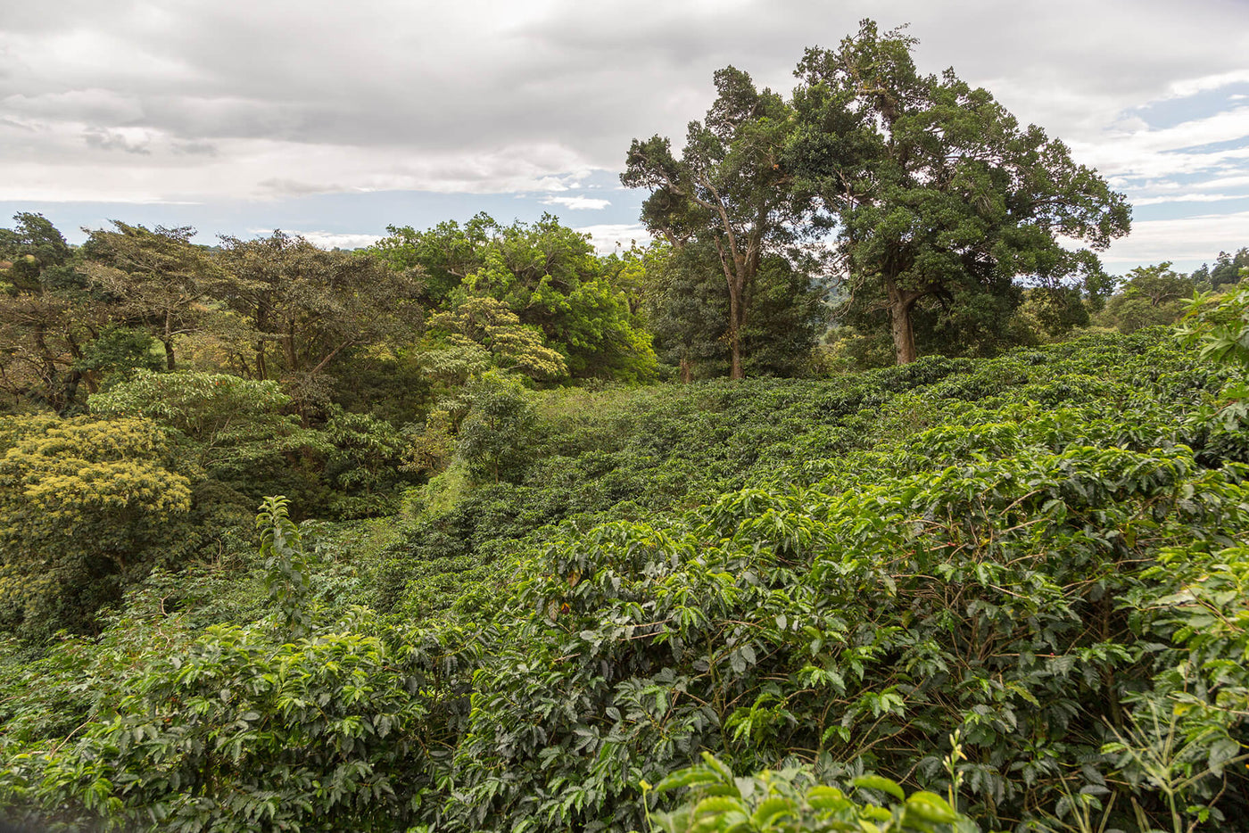 Costa Rican Coffee